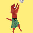 Irish Setter Playing Beach Volleyball