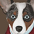 Brown Cardigan Corgi getting ready to graduate from the Ivy League.