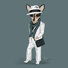 Boy Chihuahua in a fedora and a suit. A real trendsetter fashion dog.