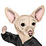 Yang Tai Chiweenie finds Doga quite boring.