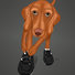 Gray painting of a Vizsla getting ready for sport. Put on those Velcro shoes!