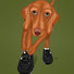 Green painting of a Vizsla getting ready for sport. Put on those Velcro shoes!