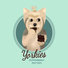 Mint Background Yorkie eating Peppermint Patties