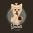 Chocolate Background Yorkie eating Peppermint Patties