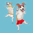 Blue "Jumping Jacks" - Jack Russell Terrier Exercise