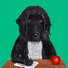 Labradoodle at school waiting for recess