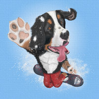 Bernese Mountain Dog Riding a Snowboard