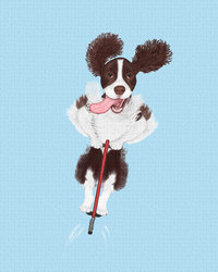 Brown Springer Spaniel jumping on a pogo stick