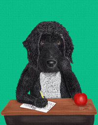 Labradoodle at school waiting for recess