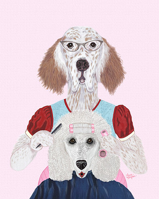 English Setter giving a poodle a perm